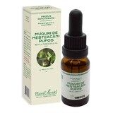 Boccioli di betulla, 15 ml, Plant Extrakt