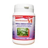 Branca ursului, 40 capsule, Favisan