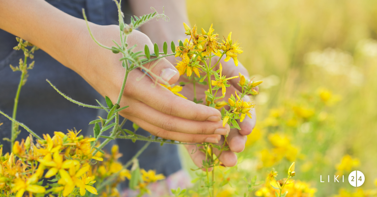 Allergie à l'ambroisie : symptômes, traitement, médicaments