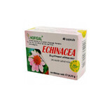 Echinacea, 40 capsule, Hofigal