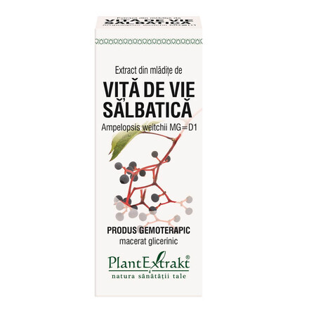 Estratto dai germogli di vite selvatica, 50 ml, estratto vegetale