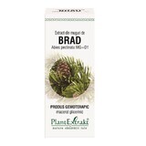 Extract van Brad knoppen, 50 ml, Plantenextrakt