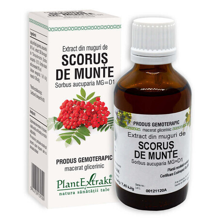 Extrait de bourgeon de scorus, 50 ml, Plant Extrakt