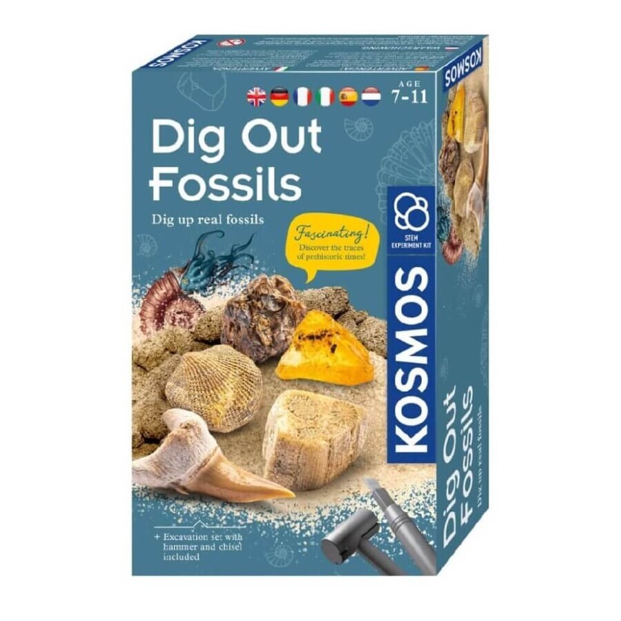 Set didattico Stelo di fossile antico, +7 anni, Kosmos