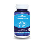 Afa Stam, 60 capsules, Herbagetica