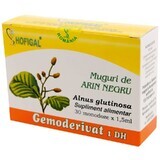 Bourgeons d'érable noir Gemoderivat, 30 unidoses, Hofigal