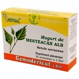 Witte Mesteacan Buds Gemoderivat, 30 doses, Hofigal