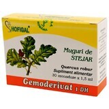 Bourgeons de chêne, Gemoderivat, 30 doses uniques, Hofigal