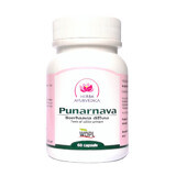 Punarnava, tonicum voor de urinewegen, 60 capsules, Ayurvedisch kruid