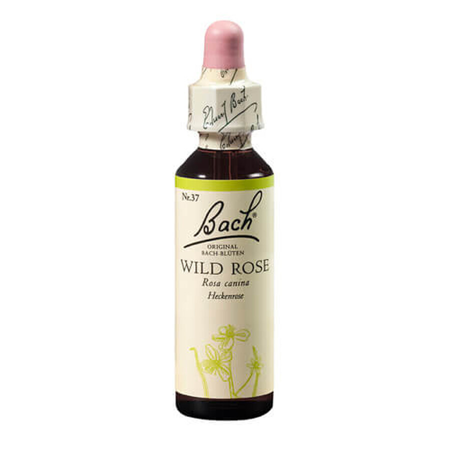 Bach Original Wild Rose Maces Flower Remedy, 20 ml, Rescue Remedy