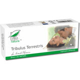 Tribulus terrestris, 30 capsule, Pro Natura