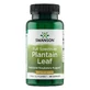 Swanson Full Spectrum Plantain Leaf, plantain, 60 capsules