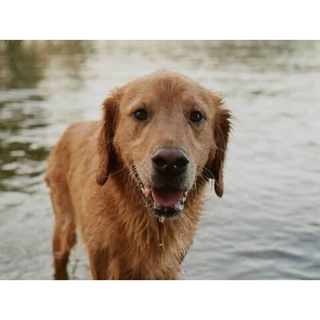 FRONTLINE COMBO spot-on for DOG M 3 x 1,34 ml 3x1,34 ml, oplossing voor honden
