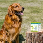 Vetoform Hond en Kat Dieet Haar- en Huidsupplement 100g