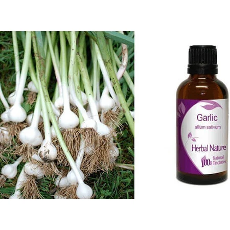 Knoblauchtinktur 50ml Natur & Körper