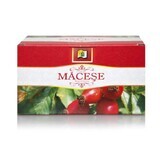 Macese Thee, 20 builtjes, Stef Mar Valcea