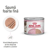 ROYAL CANIN Mother & BabyCat, Nassfutter für Katzen, Mutter und Kätzchen, (Mousse), 195g