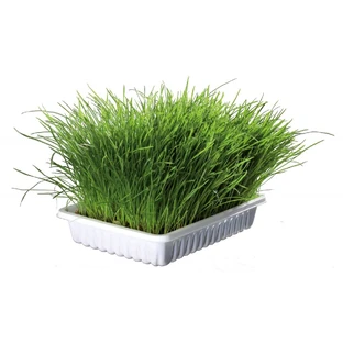 Trixie, plastic bakje met graszaad, 100g