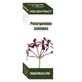 Equisalud Holoextrakt Pelargonium Sidoides 50ml