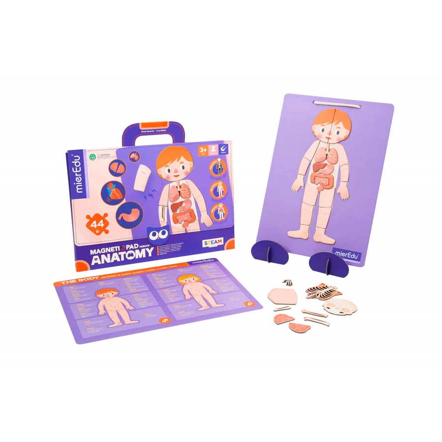Educatief magneetspel - Menselijke anatomie