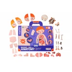 Educatief magneetspel - Menselijke anatomie