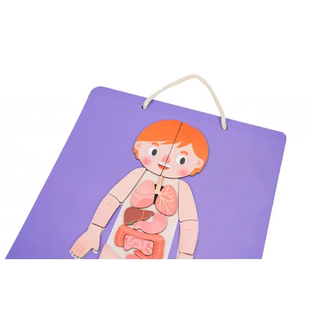 Educatief magneetspel - Menselijke anatomie