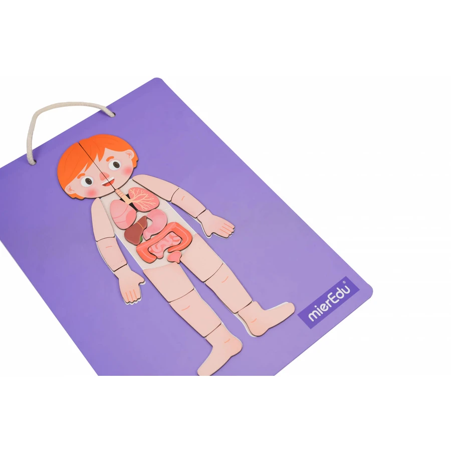 Educatief magneetspel - Menselijke anatomie