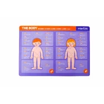 Educatief magneetspel - Menselijke anatomie