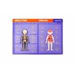 Educatief magneetspel - Menselijke anatomie