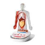 MINT-Spiel Menschliche Anatomie, TopBright