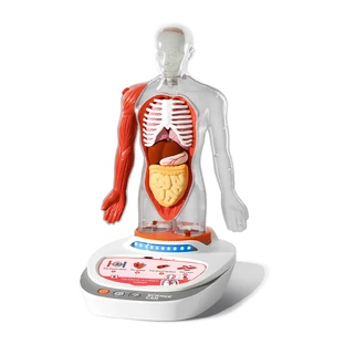 MINT-Spiel Menschliche Anatomie, TopBright