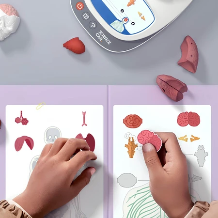 MINT-Spiel Menschliche Anatomie, TopBright