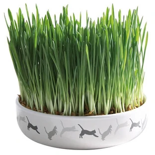 Keramische Kom 15*45cm met Gerstegraszaden 50g