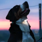 MAX & MOLLY Matrix Ultra Led, accessoire d'éclairage pour chien, noir