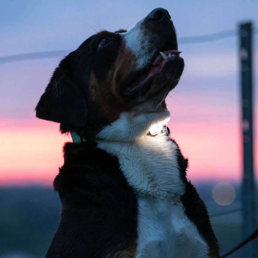 MAX & MOLLY Matrix Ultra Led, accessoire d'éclairage pour chien, noir