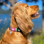 MAX & MOLLY Smart ID Tropical, collar de perro, ajustable, poliéster, verde, hebilla tridente, XS(22-35 x 1cm)