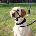 Trixie Top Trainter Headcollar, L-XL, 37 cm, 48-60 cm: ceny i cechy