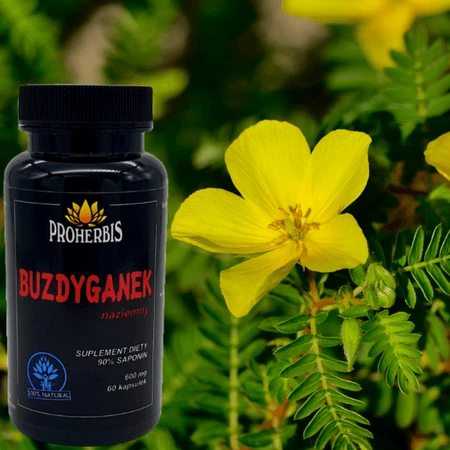 Proherbis Foelie, capsules, 60 st.