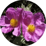 Puré Proherbis, tisana, 50 g