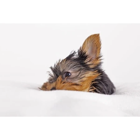 Dr. Lucy Eco, ear liquid for dogs, 50 ml