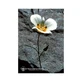 Mariposa Lily Ess 7,4ml Calf