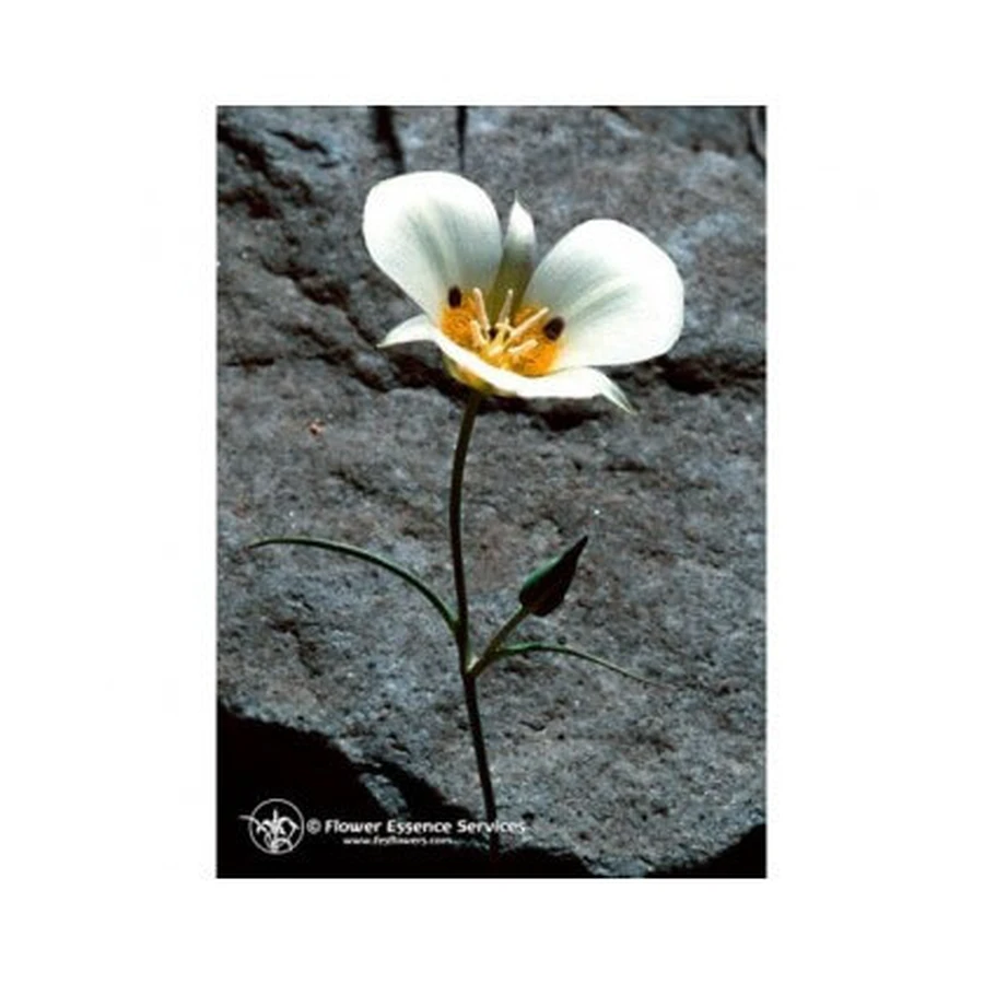 Mariposa Lily Ess 7,4ml Calf