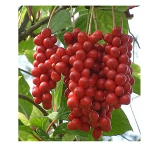 Schisandra Chinensis Ganze Früchte 100 G