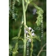 Verbena Gotas 100 Ml