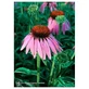 Echinacea Ess 7,4ml Ternera