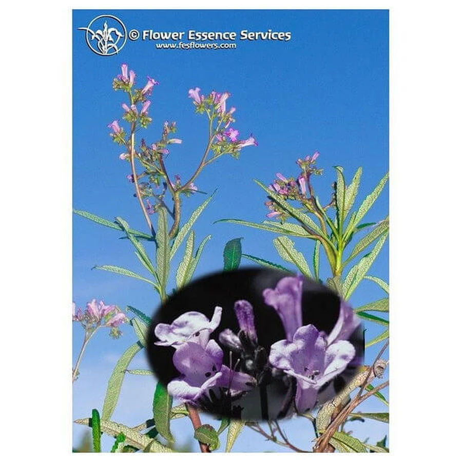 YERBA SANTA ESS 7.4ML VEAU