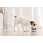 Schesir Large maintenance large adult met ham - complete voeding voor grote volwassen honden 12 kg