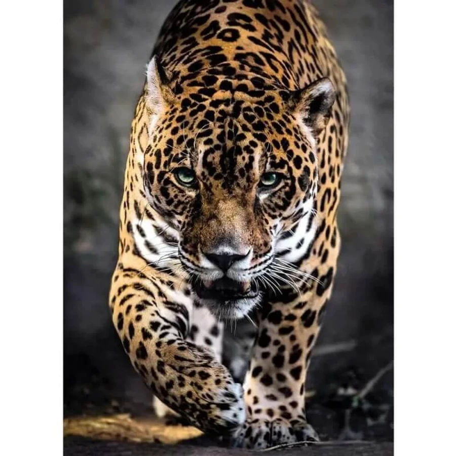 Clementoni Walk of the jaguar puzzle per adulti da 1000 pezzi