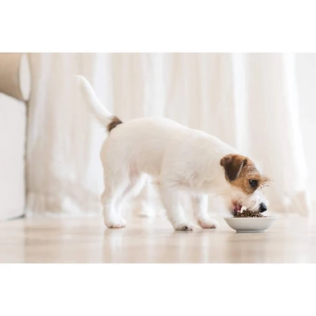 Schesir Medium Adult Fish Formula - Complete Food for Medium-Sized Adult Dogs, 12 kg
