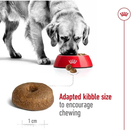 Royal canin Maxi ageing 8 più - alimento completo per cani adulti di grande taglia oltre 8 anni di età 15 kg